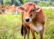 Hilangnya Sapi Induk 30 Ekor Di Poktan Sukamaju II,Pekon Sukoharum,Pringsewu Ketua Poktan Berikan Keterangan Berbelit Belit