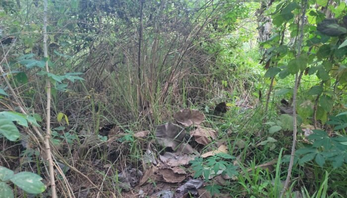 Cinta Terlarang Buat Heboh Pekon Wates ,Pringsewu Dan Sekitarnya