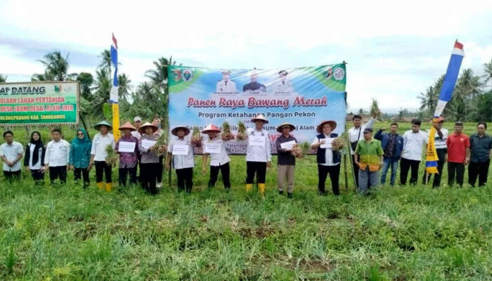BUMDes Alam Jaya Sukses Budi Daya Bawang Merah, Dongkrak Ketahanan Pangan dan Ekonomi Warga