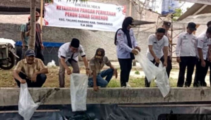 BUMDes Beringin Jaya Sinar Semendo Luncurkan Program Pembesaran Lele untuk Wujudkan Kemandirian Pangan Desa