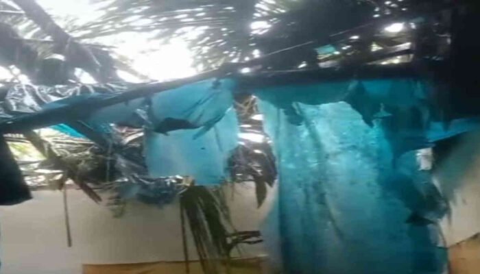 Pohon Kelapa Tumbang Timpa Rumah Warga di Pulau Panggung, Tidak Ada Korban Jiwa