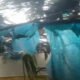 Pohon Kelapa Tumbang Timpa Rumah Warga di Pulau Panggung, Tidak Ada Korban Jiwa