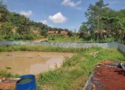Ketahanan Pangan Di Pekon Wates Selatan ,Pringsewu Pelihara Ikan Gurame