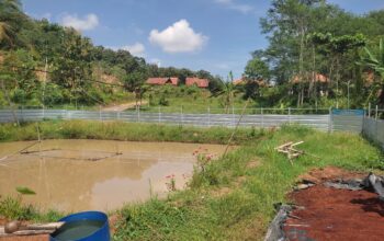 Ketahanan Pangan Di Pekon Wates Selatan ,Pringsewu Pelihara Ikan Gurame