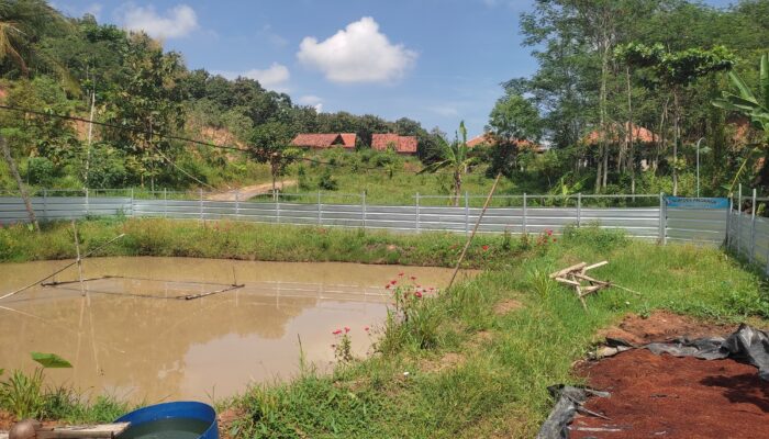 Ketahanan Pangan Di Pekon Wates Selatan ,Pringsewu Pelihara Ikan Gurame