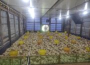 Ketahanan Pangan Di Pekon Mataram Pringsewu Cukup Maju