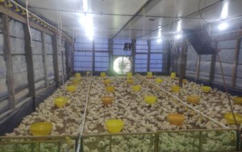 Ketahanan Pangan Di Pekon Mataram Pringsewu Cukup Maju