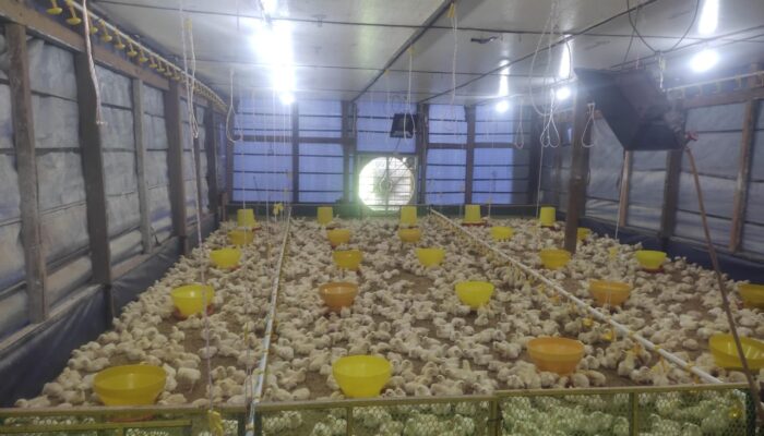 Ketahanan Pangan Di Pekon Mataram Pringsewu Cukup Maju