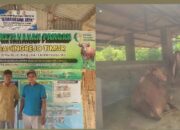 Di Pekon Gadingrejo Timur,Pringsewu ,Lampung ,Sub Bidang Ketahan Pangan Usahanya Penggemukan Sapi