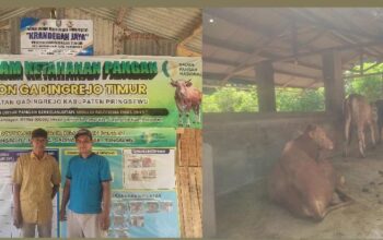 Di Pekon Gadingrejo Timur,Pringsewu ,Lampung ,Sub Bidang Ketahan Pangan Usahanya Penggemukan Sapi