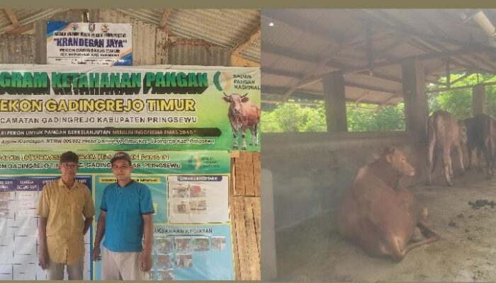 Di Pekon Gadingrejo Timur,Pringsewu ,Lampung ,Sub Bidang Ketahan Pangan Usahanya Penggemukan Sapi