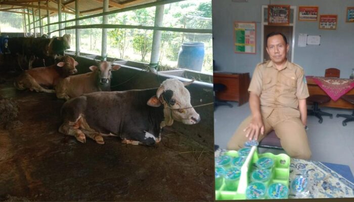 Kepala Pekon Blitarejo,Pringsewu, Cukup Mengawasi ,Ketapang Rp 188 Juta ,Jenis Usaha Penggemukan Sapi