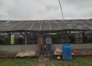 Program Ketapang Penggemukan Sapi Di Pekon Kediri ,Pringsewu Sudah Jual Dua Ekor