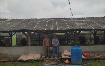 Program Ketapang Penggemukan Sapi Di Pekon Kediri ,Pringsewu Sudah Jual Dua Ekor