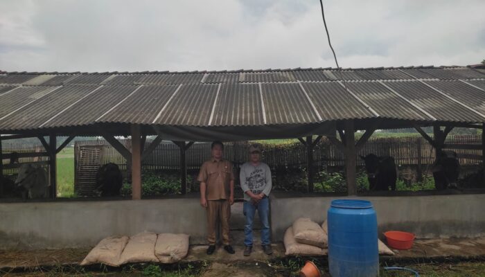 Program Ketapang Penggemukan Sapi Di Pekon Kediri ,Pringsewu Sudah Jual Dua Ekor