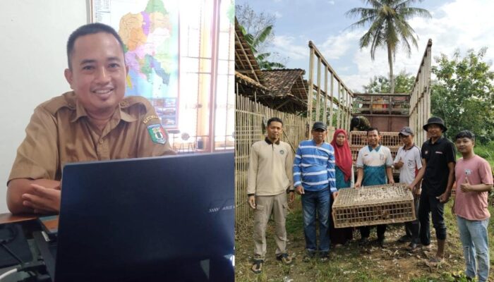 Program Ketapang Di pekon Tegalsari ,Pringsewu Pelihara Ayam Petelur Ras 1000 Ekor