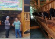 KDI Pringsewu Dan Pengurus BUMDes Berkah Mandiri Kompak Program Ketapang Pembesaran Kambing Blasteran Gibas