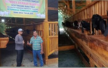 KDI Pringsewu Dan Pengurus BUMDes Berkah Mandiri Kompak Program Ketapang Pembesaran Kambing Blasteran Gibas