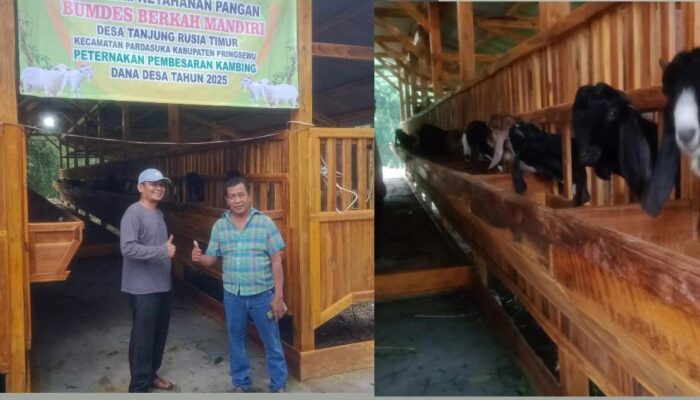 KDI Pringsewu Dan Pengurus BUMDes Berkah Mandiri Kompak Program Ketapang Pembesaran Kambing Blasteran Gibas