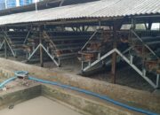 Ternak Ayam Ras Petelur Ketapang Di Pekon Wonodadi , Pringsewu Terbaik Di Kecamatan Gadingrejo