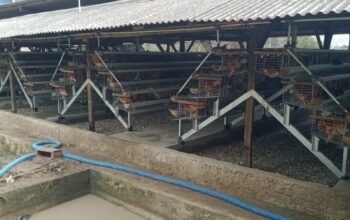 Ternak Ayam Ras Petelur Ketapang Di Pekon Wonodadi , Pringsewu Terbaik Di Kecamatan Gadingrejo