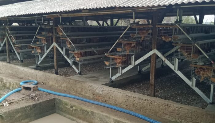 Ternak Ayam Ras Petelur Ketapang Di Pekon Wonodadi , Pringsewu Terbaik Di Kecamatan Gadingrejo