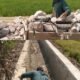 Proyek P3-TGAI, P3A Atas Usulan Drs. Mukhlis Basri anggota DPR RI Di Pekon Sukorejo Sangat Bermanfaat Bagi Petani