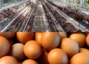 Perusak harga telur di pasar jadi keluhan peternak kecil