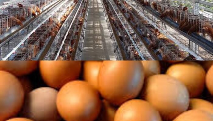 Perusak harga telur di pasar jadi keluhan peternak kecil