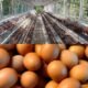 Perusak harga telur di pasar jadi keluhan peternak kecil